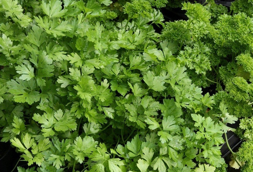 Петрушка, способная защитить растения от вредителей