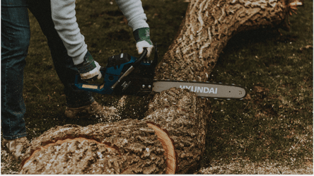 Заготовка дров — можно ли вырубать деревья неподалеку своего дома - 285x160