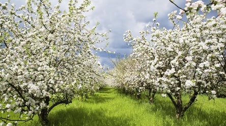 Не сочетайте эти деревья — последствия для сада будут серьезные - 285x160