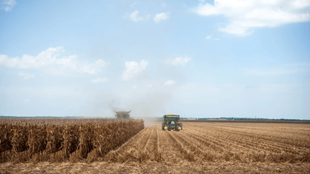 Ціни на кукурудзу продовжують падати — скільки коштує зерно - 290x166