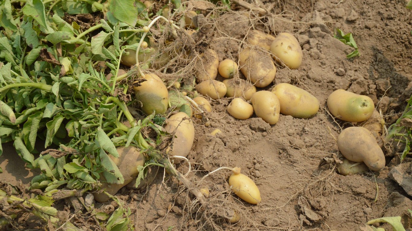 Врожай картоплі на городі.