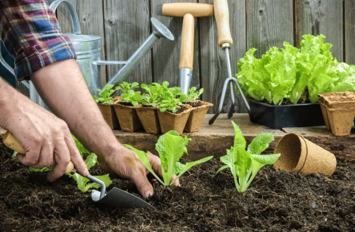 Садовод, который высаживает растения в саду