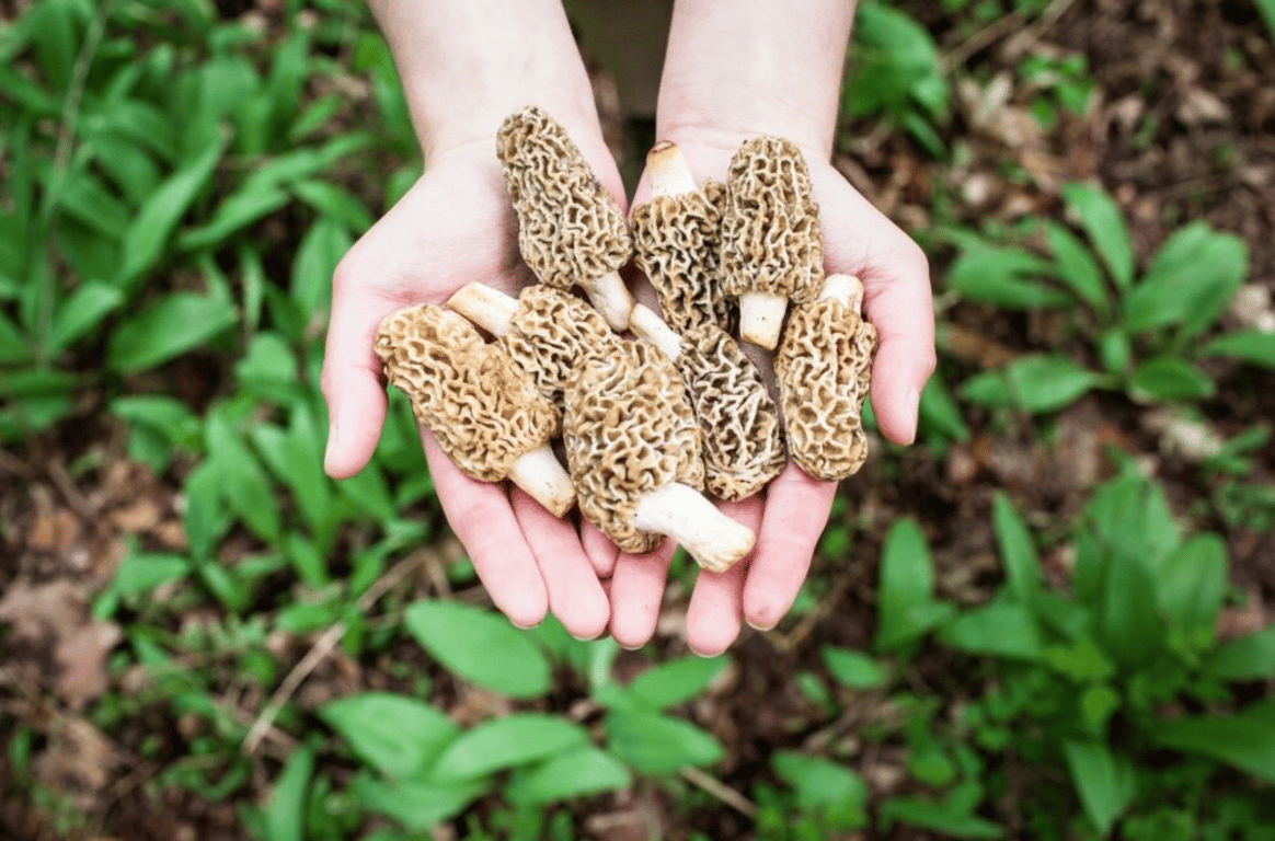 Як відрізнити сморчки від отруйних двійників