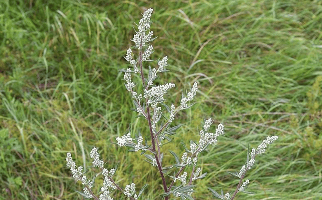 Полынь-трава, которая отпугивает вредителей