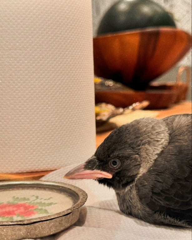  У Даші Астаф'євої з'явився малюк