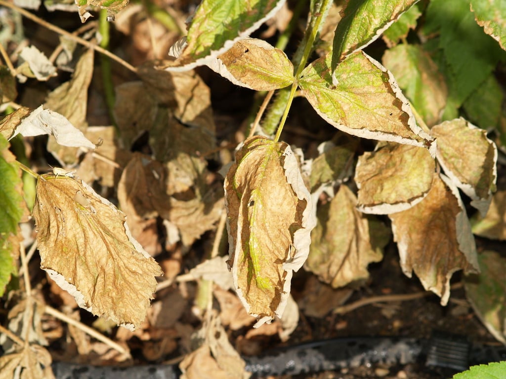 Высохшая малина