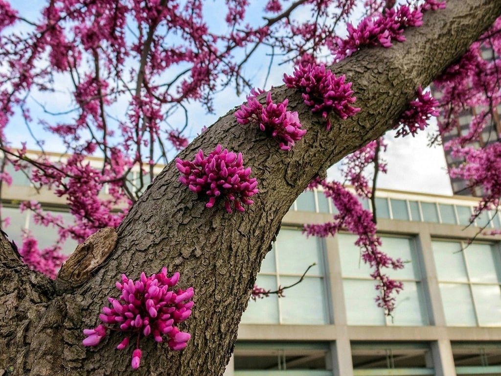Дерево церцис — які переваги має і як виростити морозостійку сакуру біля дому
