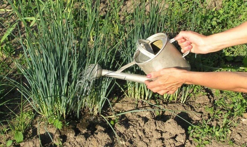 Человек, поливающий лук на огороде