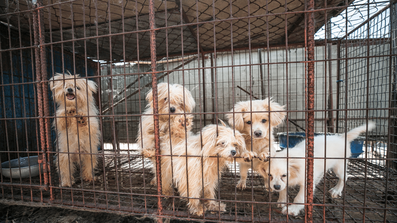 Історичний момент — у Південній Кореї заборонили їсти собак