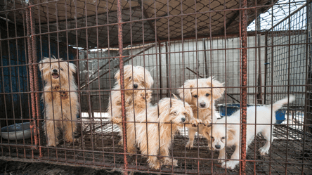 Історичний момент — у Південній Кореї заборонили їсти собак - 285x160