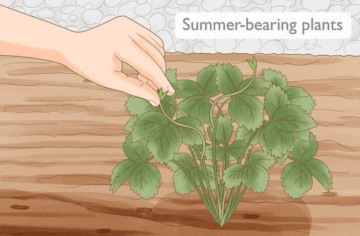 Удаление цветоносов на кусте клубники