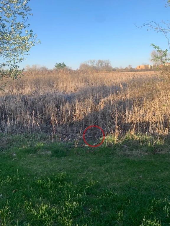 Головоломка лише для гострозорих слідопитів — знайдіть кролика серед контрасту трав - фото 2