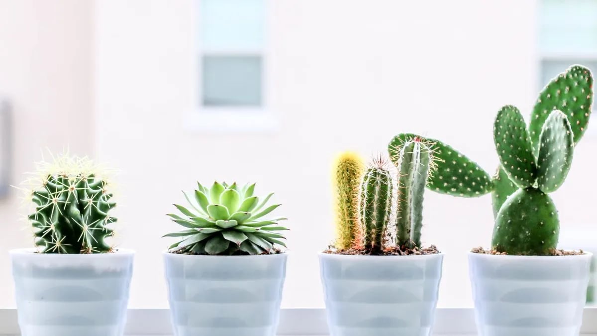 Символы любви и женского счастья в доме