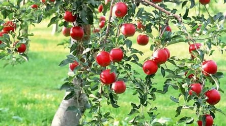 Посадіть яблуні саме в ці дні — найкращі терміни - 285x160