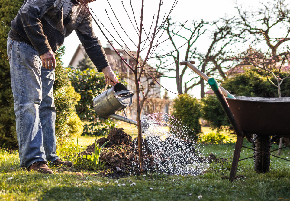 Мужчина, поливающий плодовое дерево
