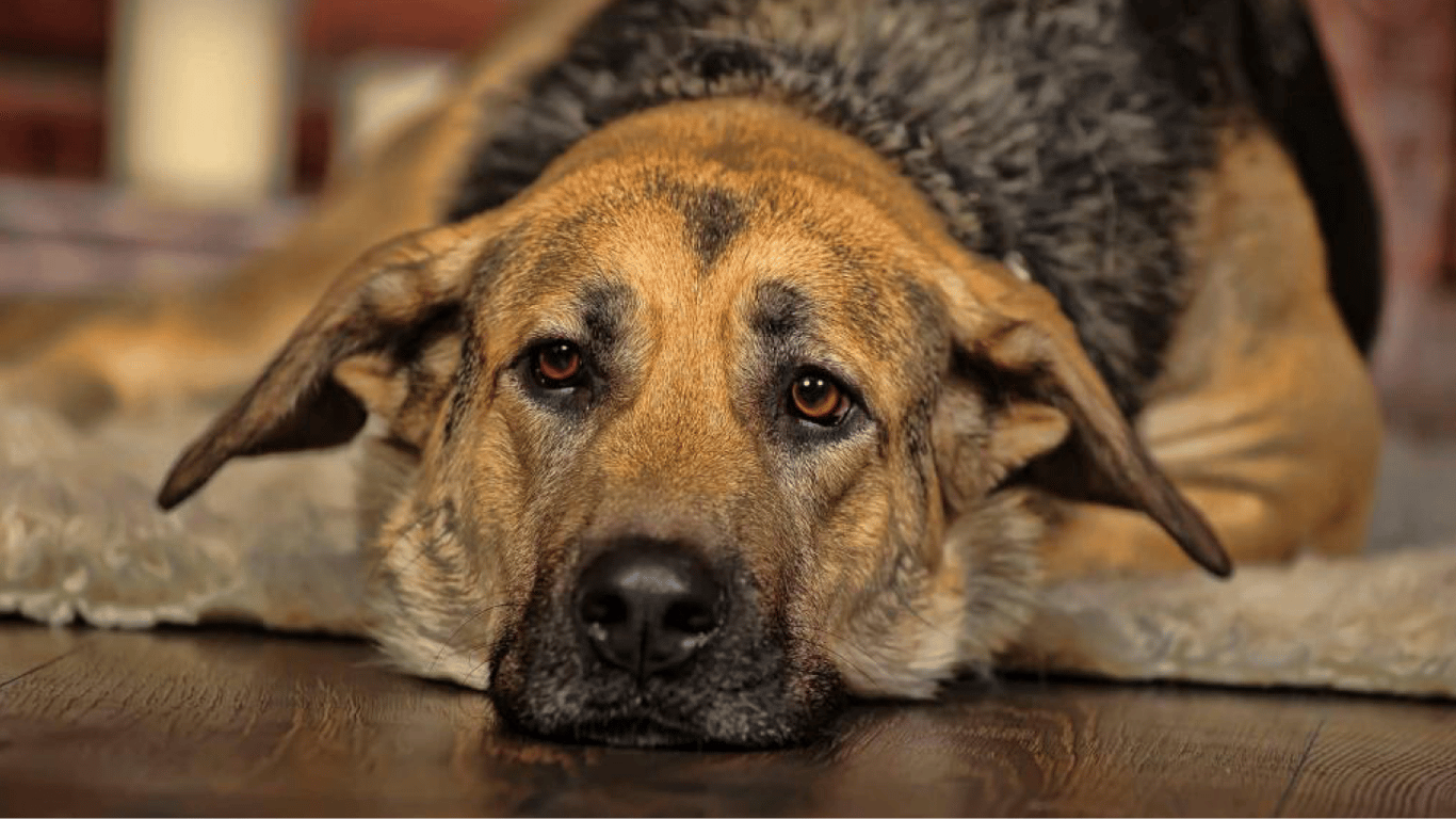 Как долго можно оставлять собаку одну дома — кинолог назвала оптимальные сроки