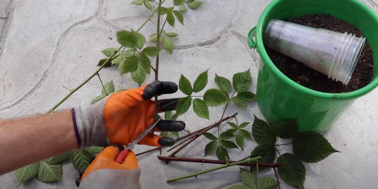 Нарезка черенков ежевики для размножения