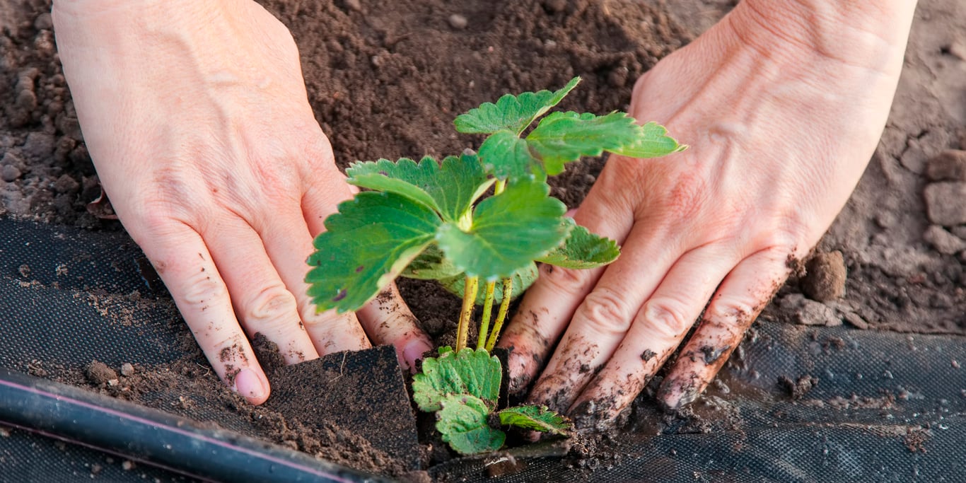 Врожай полуниці — які роботи слід провести восени