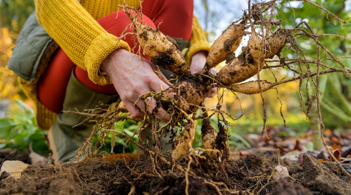 Как правильно выкапывать георгины — пошаговая инструкция