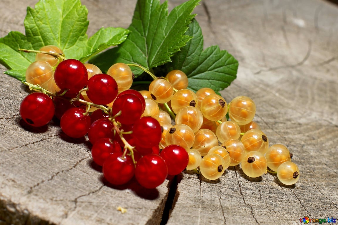 Красная и белая смородина