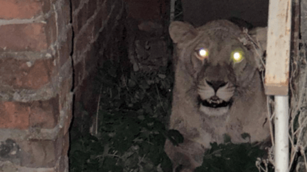 Побег львиц в Хмельницком — полиция нашла животное - 290x166