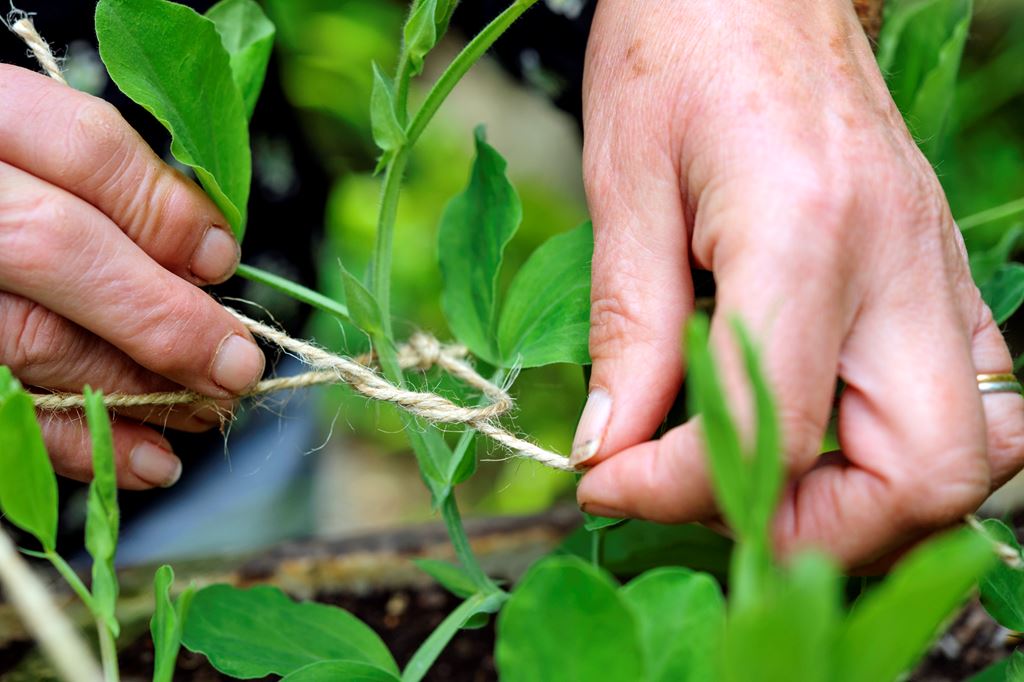 Связывание веток