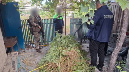 В Одесской области мужчина выращивал коноплю на огороде - 285x160