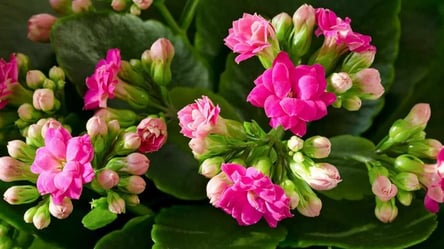 Секрет зимового цвітіння каланхое — контроль освітлення - 285x160