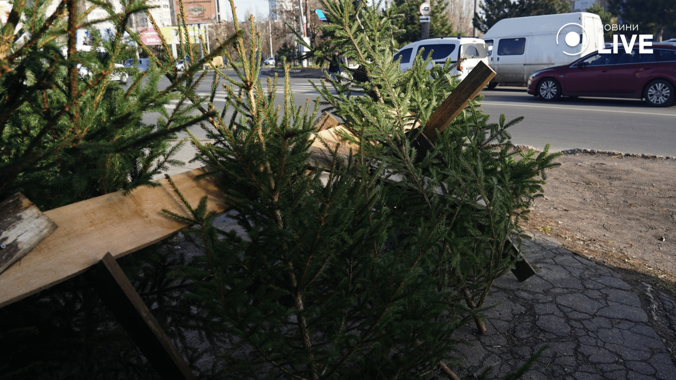 Скільки коштують ялинки в Одесі у 2025 році — огляд локацій - фото 3