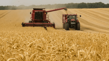 Ціни на зерно в Україні — скільки коштує пшениця у лютому - 285x160
