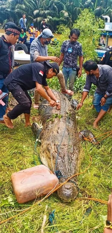 крокодили в Індонезії