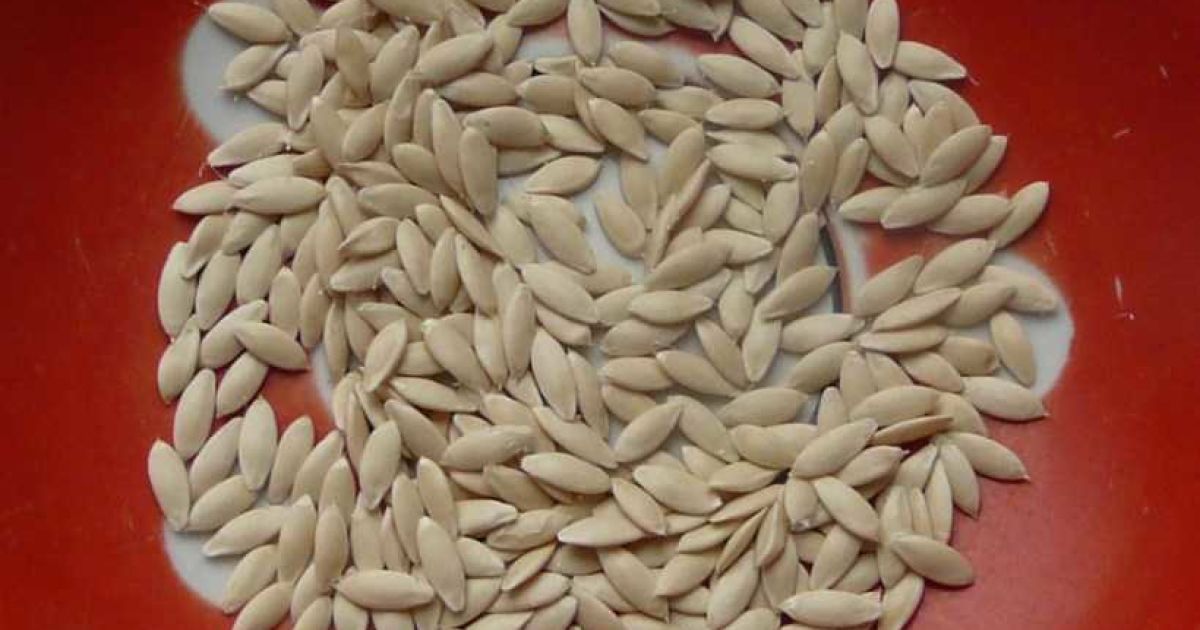 Выложенное семя огурцов