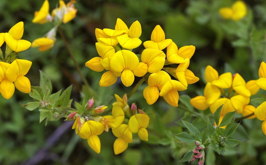 Лядвенец рогатый