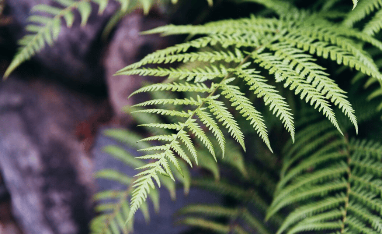 Цветок папоротника