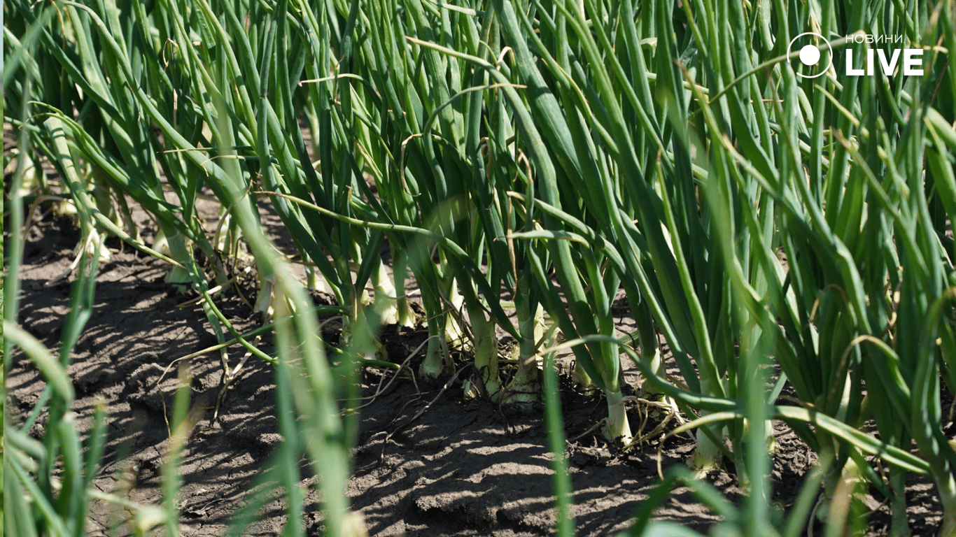 Будемо вчити жінок водити трактор – як одеські аграрії тримають продуктовий фронт - фото 1