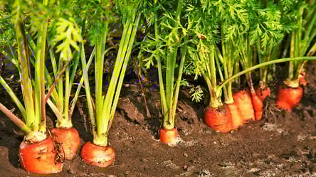 Морковь не портится месяцами — как сохранить урожай дома - 285x160