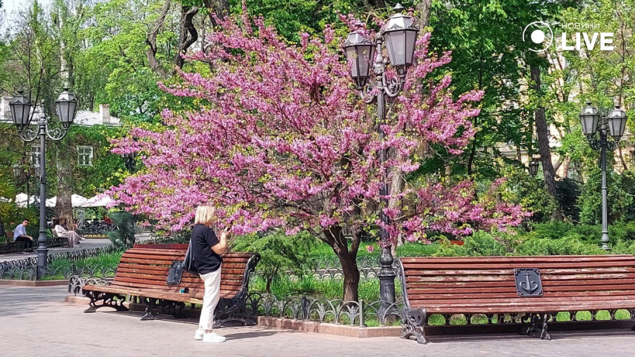 Яскравий рожевий квіт — в Одесі зацвіли дерева Іуди (фоторепортаж) - фото 5