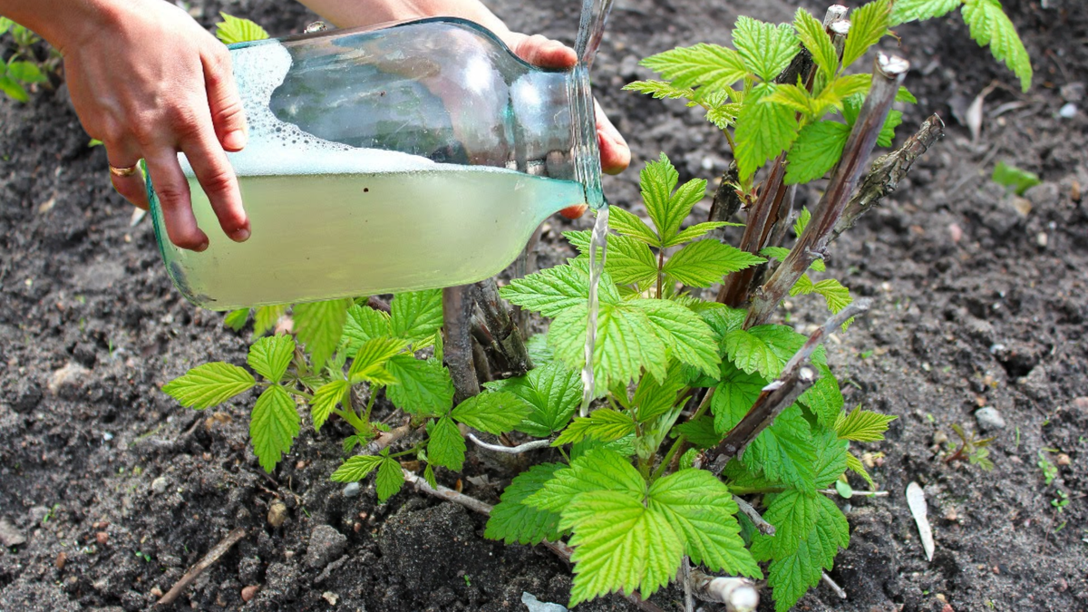 Полив малины