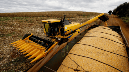 Цены на зерно в Украине — сколько стоит кукуруза в марте - 285x160