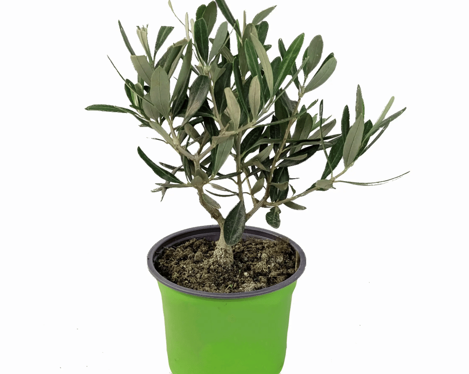 Оливковое дерево