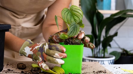 Не ігноруйте ці ознаки — рослина просить пересадки взимку - 285x160