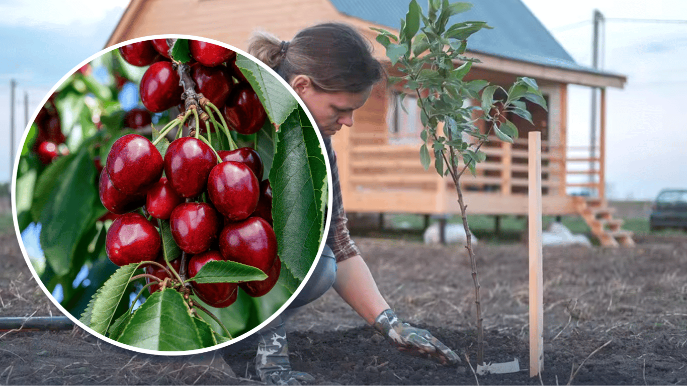 Цей сорт колоновидної черешні дарує медовий врожай: що посадити