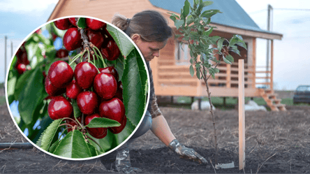 Этот сорт колоновидной черешни дарит медовый урожай: что посадить - 285x160