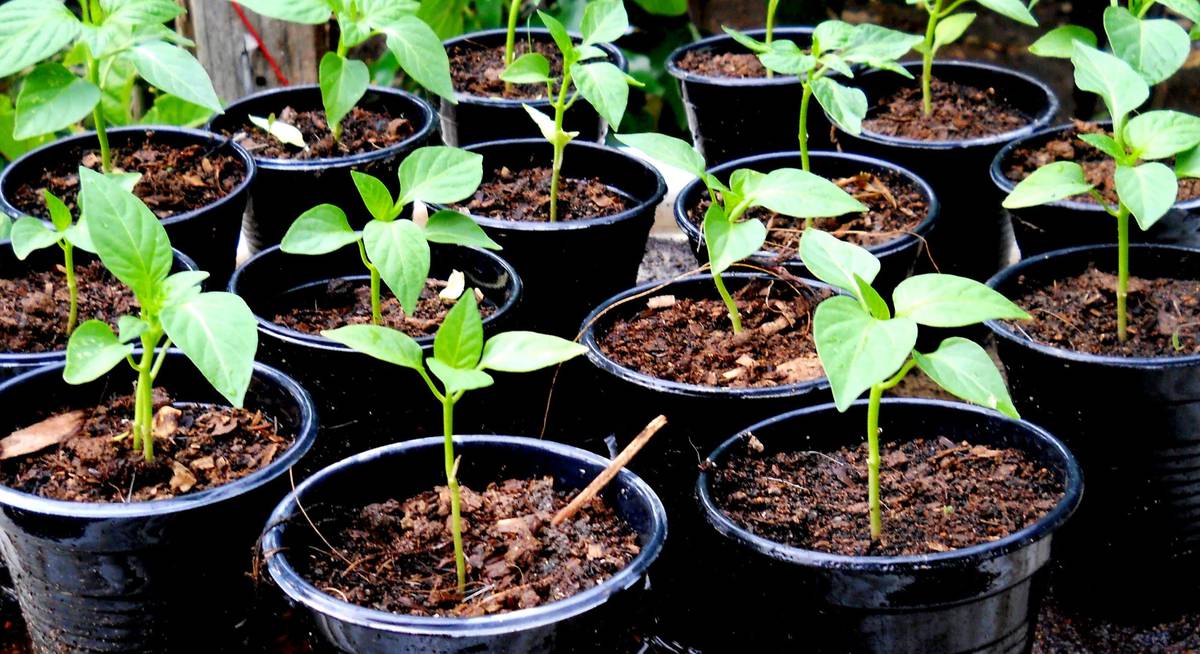 Рассада перца
