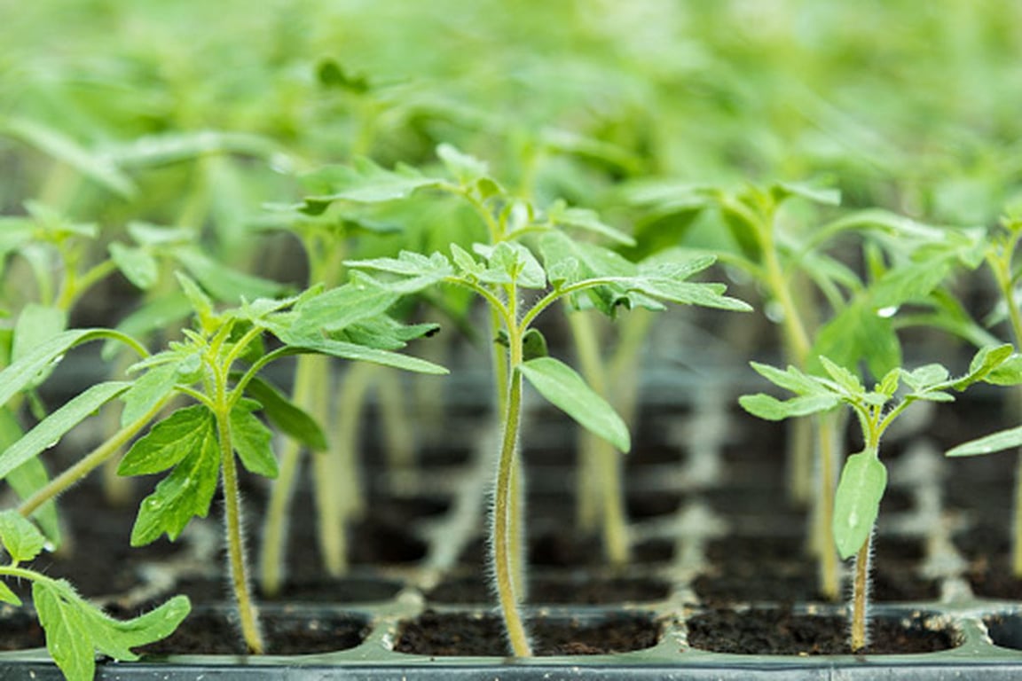 Tomato seedlings