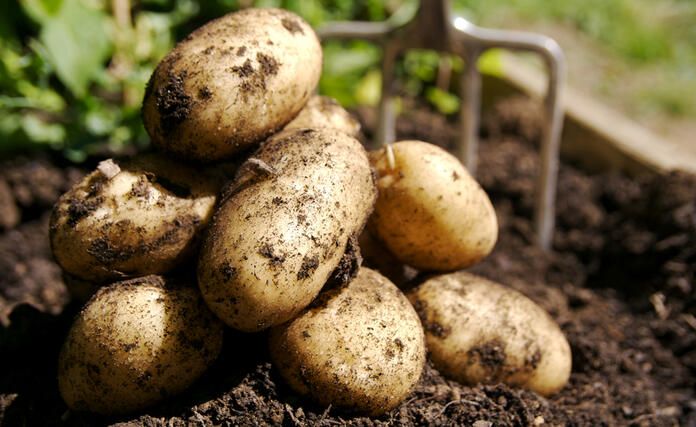 Топ-6 найкращих сортів картоплі, які дають найвищий урожай - фото 1