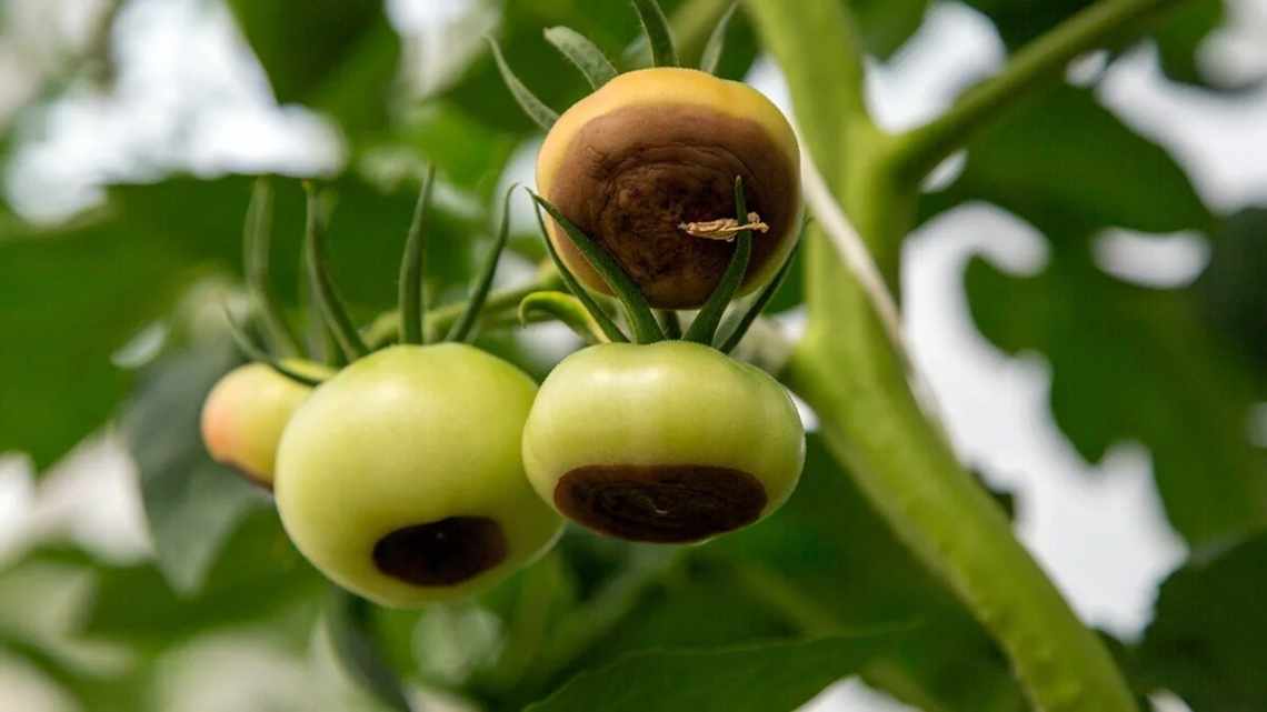 Вершинная гниль