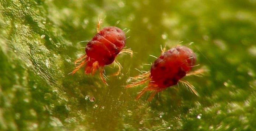 Паутинный клещ