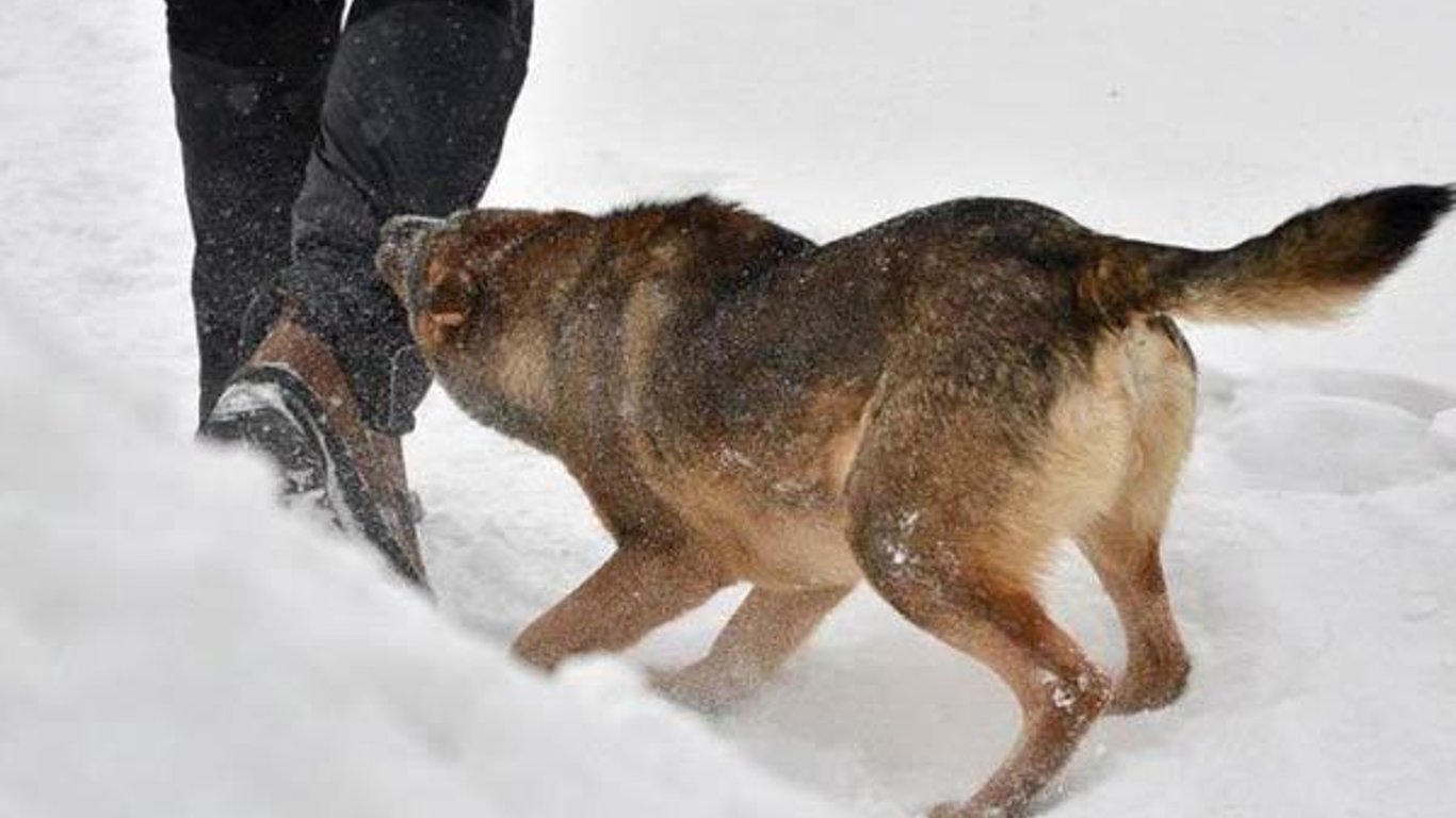 В Одесской области собака напала на женщину: в каком она состоянии