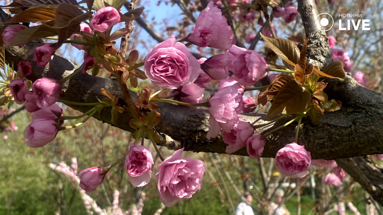 Чаруючі сакури в одеському парку Перемоги очима Новини.LIVE — фоторепортаж - фото 1